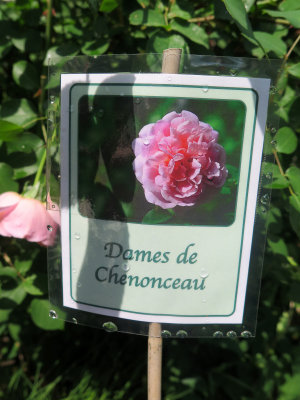 Dames de Chenonceau Roses 