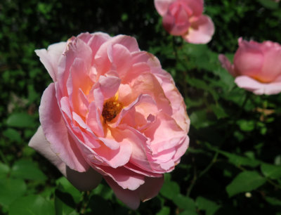 Dames de Chenonceau Roses 