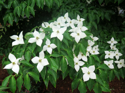 Dogwood Blossoms or 'China Girl' Cornus kousa