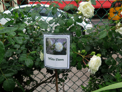 White Dawn Rose Bush