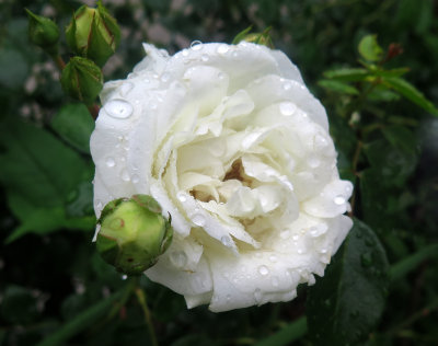 White Dawn Roses 