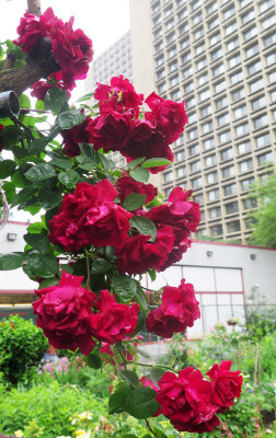 June 1, 2015 Photo Shoot - Mostly LaGuardia Corner Community Garden 