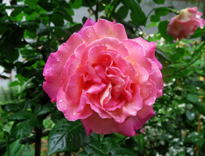 Chicago Peace Rose Blossom