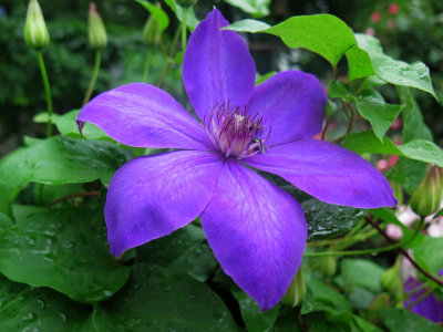 Clematis Now Blooming 