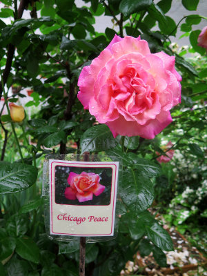 Chicago Peace Rose Bush