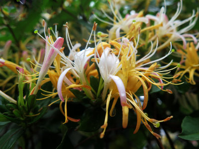 Honeysuckle or Lonicera