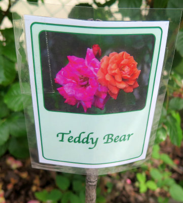 Teddy Bear Rose