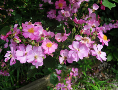 Lavender Dream Roses