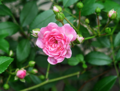 The Fairy Rose 