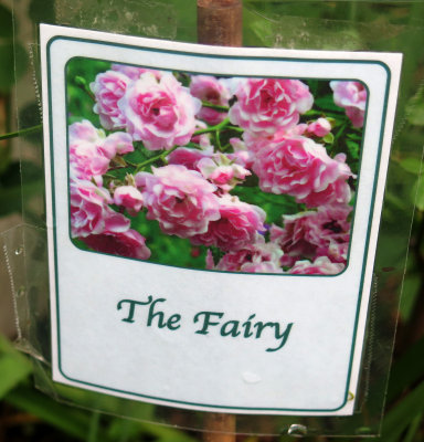 The Fairy Rose
