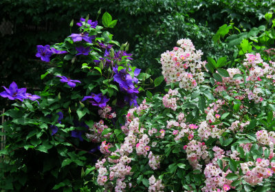 Clematis & Ballerina Rose Blossoms