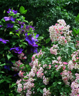 Clematis & Ballerina Rose Blossoms