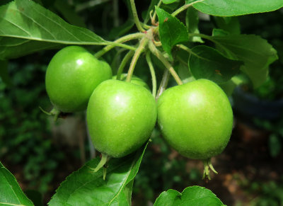 Green Apples