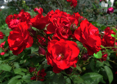 Europeana Roses