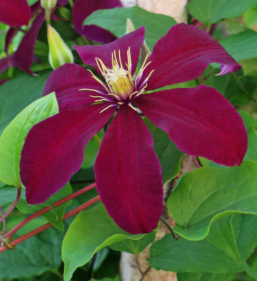 Clematis