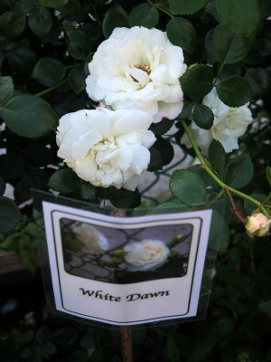 White Dawn Roses