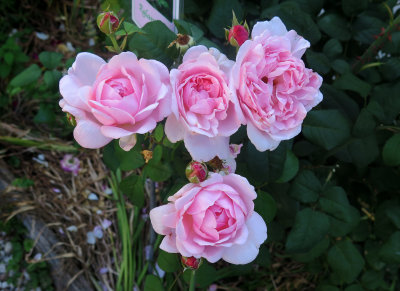 Eglantyne Roses