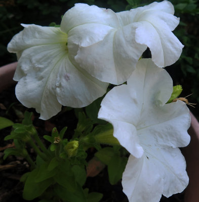 Giant White Petunias