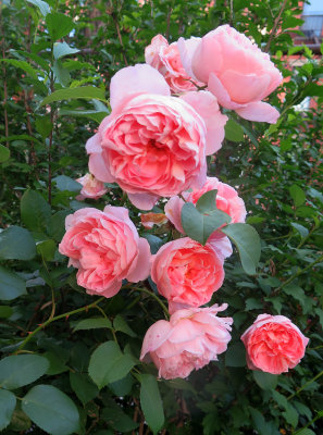 Dames de Chenonceau Roses 
