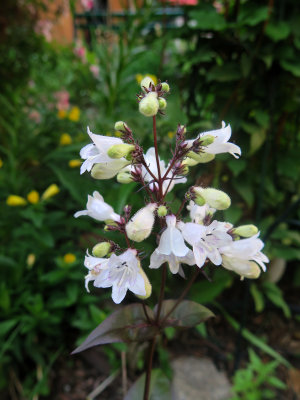 Penstemon