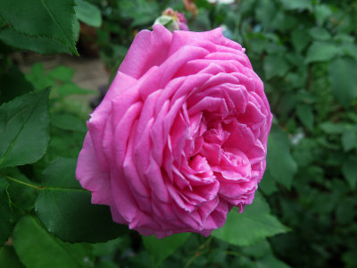 Dan Poncet Roses