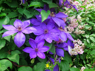 Clematis