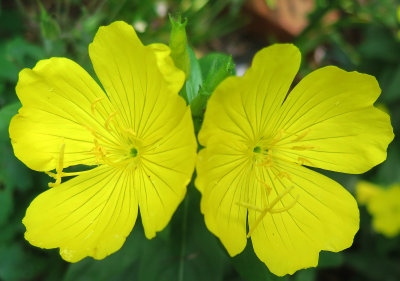 Oenethera or Evening Primrose