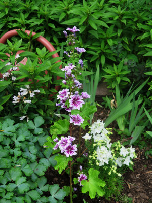 Geranium & ?