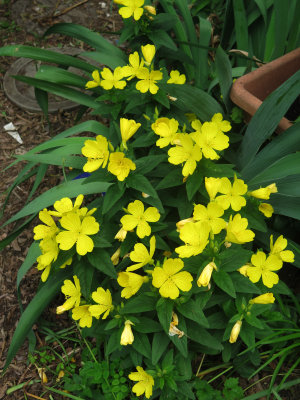 Evening Primrose