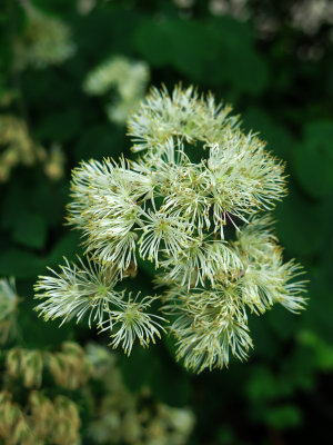 Thalictrum or Meadow Rue