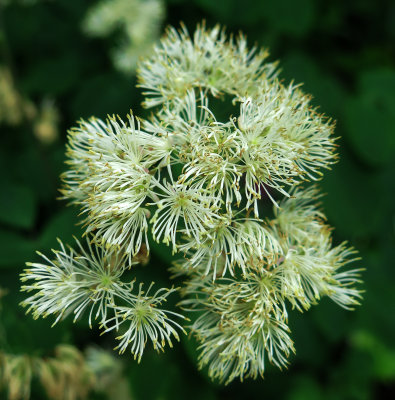 Thalictrum