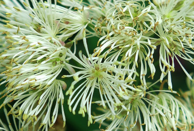 Thalictrum or Meadow Rue Flowers in Full Bloom