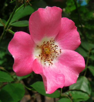 Pink Meidiland Rose