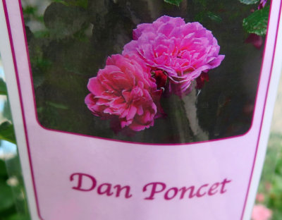 Dan Poncet Rose