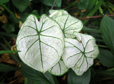 Caladium