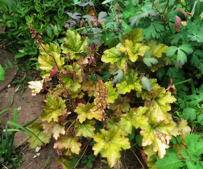 Coral Bells