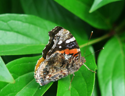 Red Admiral Butterfly