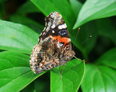 Red Admiral Butterfly