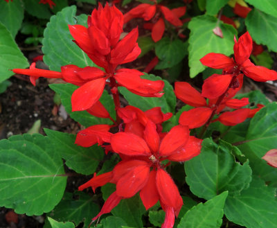 Scarlet Salvia