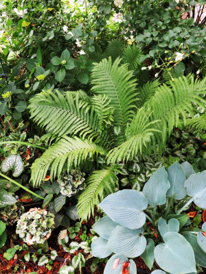 Fern, Hosta, Hydragea, etc.  