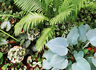 Fern, Hosta, Hydragea, etc.  