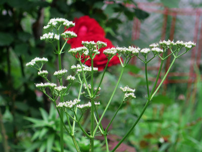 Achillea & Don Juan Roses