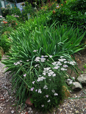 Yarrow or Achillea