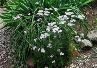 Yarrow or Achillea