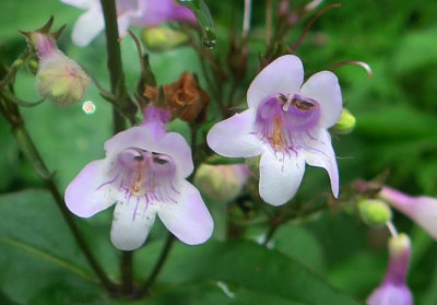 Penstemon