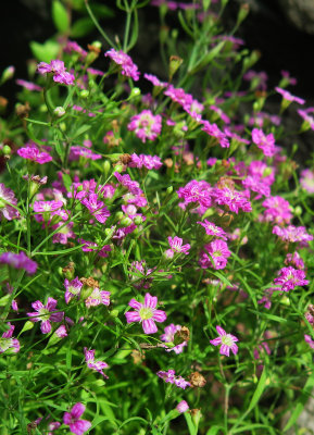 Pink Baby's Breath or Gypsophia