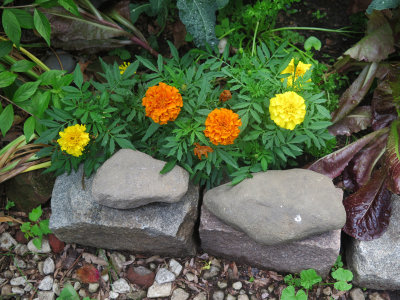 Marigolds