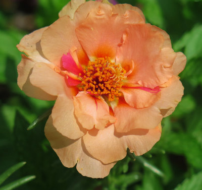 Moss Rose or Portulaca 