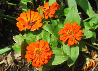 Mexican Sunflower? 