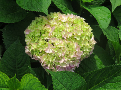 Hydrangea